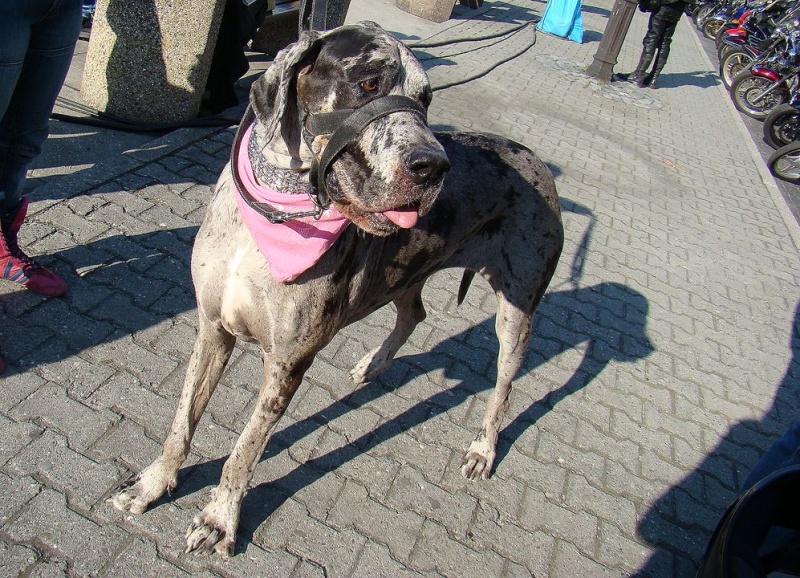 Zdjęcie w galerii na portalu naszwodzislaw.com: W Wodzisławiu zabiło MOTOSERCE wiadomości z regionu