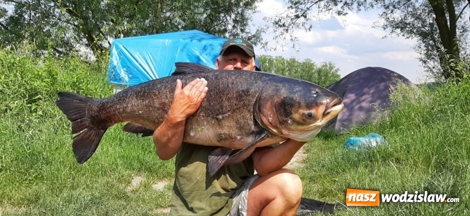Zdjęcie w galerii na portalu naszwodzislaw.com: Raciborzanin złowił w Nieboczowach ogromną tołpygę  wiadomości z regionu