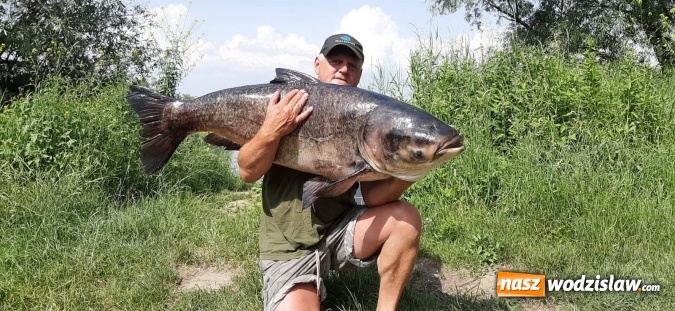 Zdjęcie w galerii na portalu naszwodzislaw.com: Raciborzanin złowił w Nieboczowach ogromną tołpygę  wiadomości z regionu