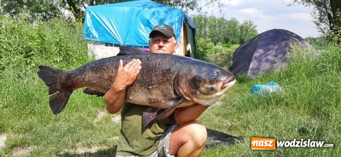 Zdjęcie w galerii na portalu naszwodzislaw.com: Raciborzanin złowił w Nieboczowach ogromną tołpygę  wiadomości z regionu