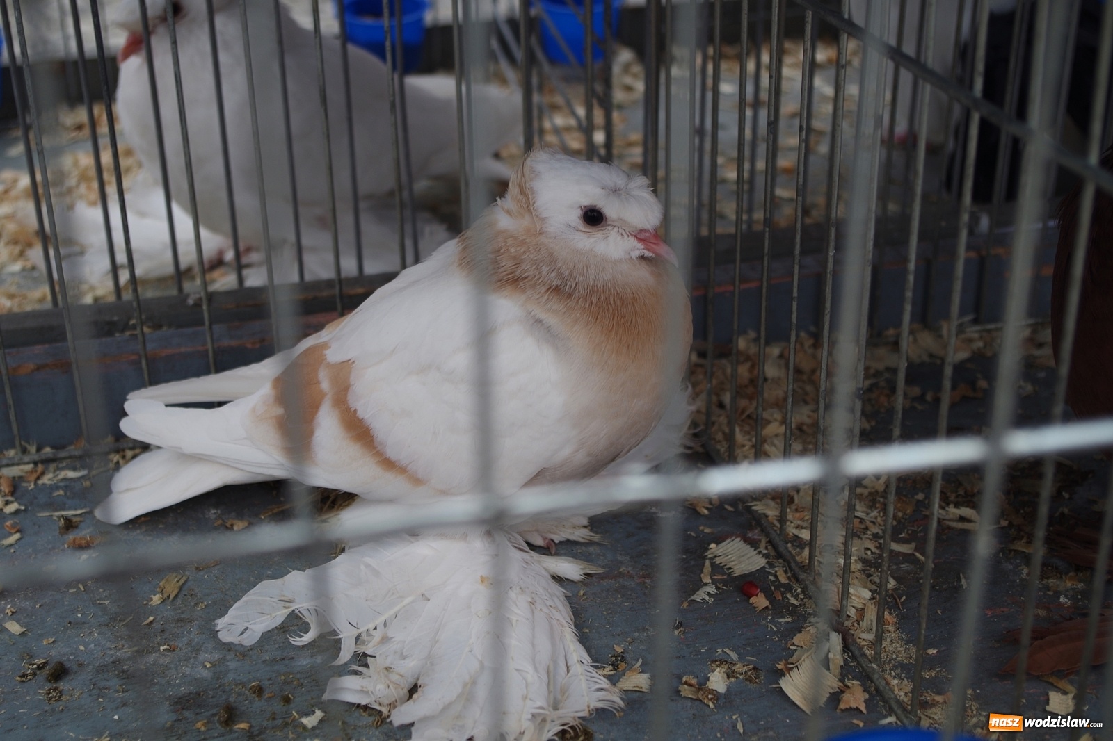 Zdjęcie w galerii na portalu naszwodzislaw.com: Radlińskie piękności pokazane w rybnickiej kopalni [FOTO] wiadomości z regionu