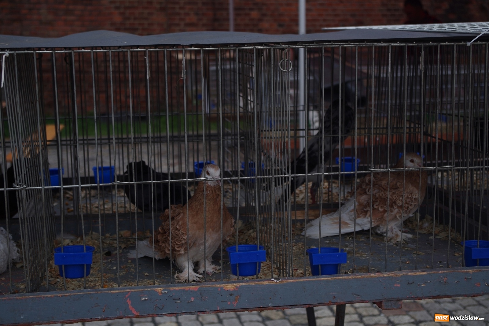 Zdjęcie w galerii na portalu naszwodzislaw.com: Radlińskie piękności pokazane w rybnickiej kopalni [FOTO] wiadomości z regionu