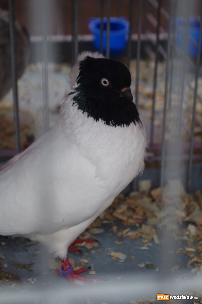 Zdjęcie w galerii na portalu naszwodzislaw.com: Radlińskie piękności pokazane w rybnickiej kopalni [FOTO] wiadomości z regionu