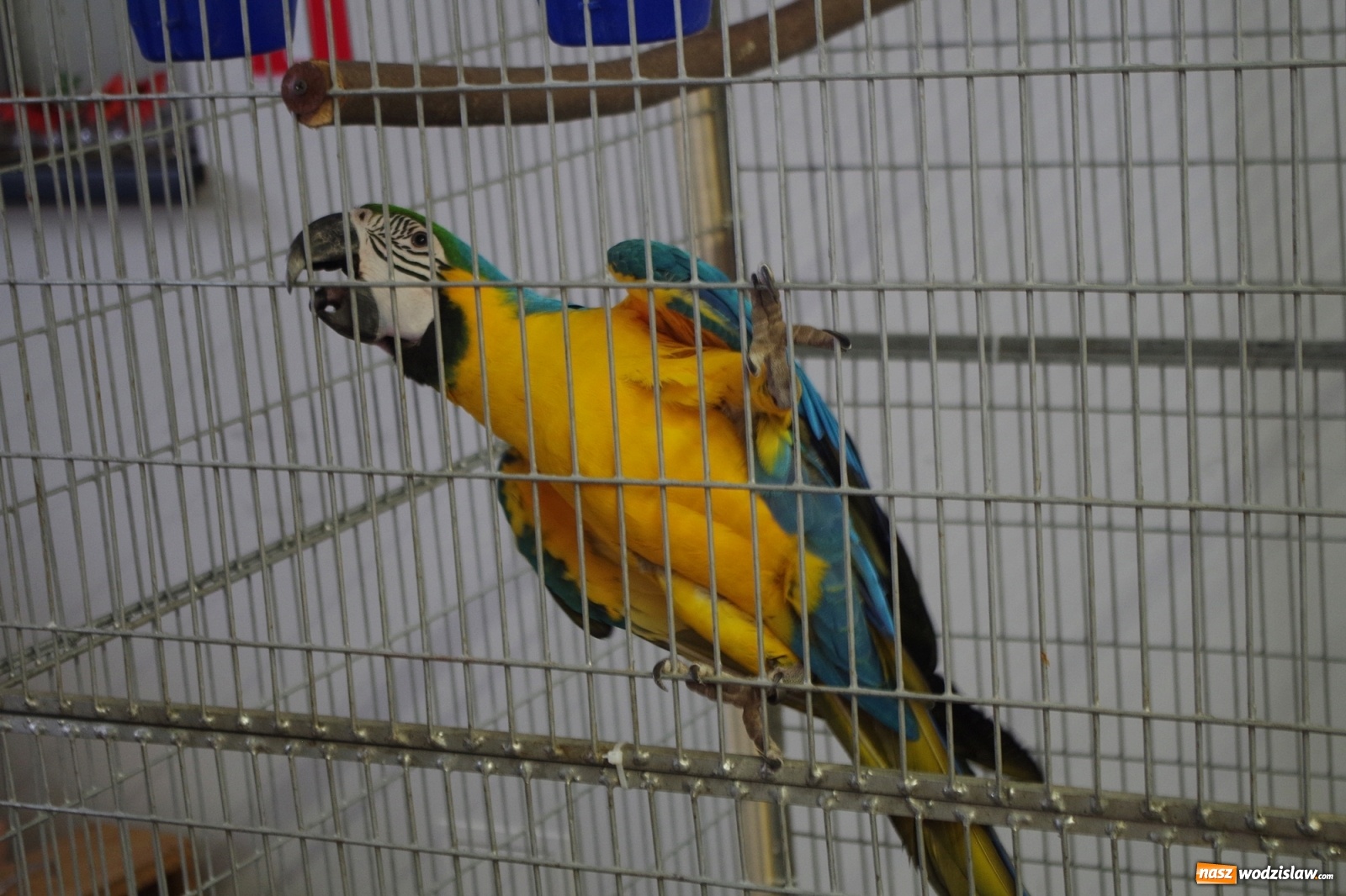 Zdjęcie w galerii na portalu naszwodzislaw.com: Radlińskie piękności pokazane w rybnickiej kopalni [FOTO] wiadomości z regionu