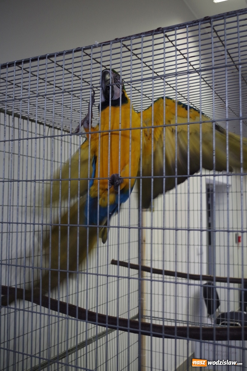 Zdjęcie w galerii na portalu naszwodzislaw.com: Radlińskie piękności pokazane w rybnickiej kopalni [FOTO] wiadomości z regionu