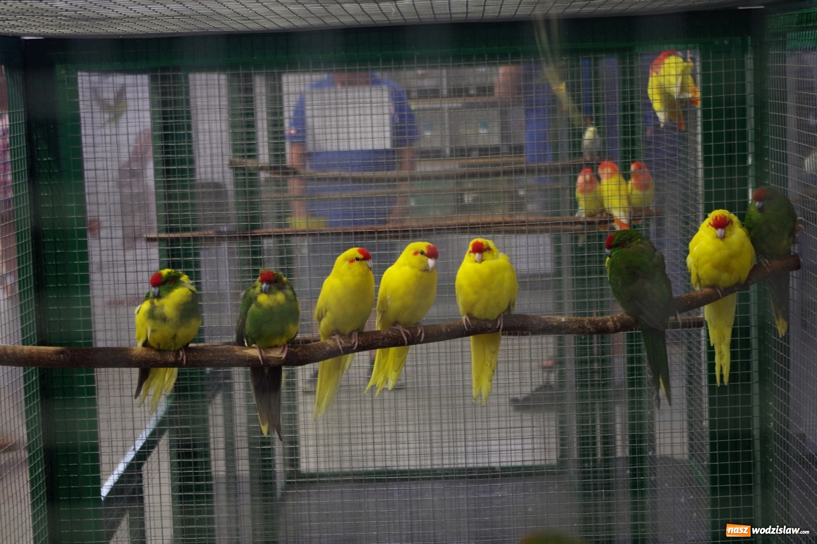 Zdjęcie w galerii na portalu naszwodzislaw.com: Radlińskie piękności pokazane w rybnickiej kopalni [FOTO] wiadomości z regionu