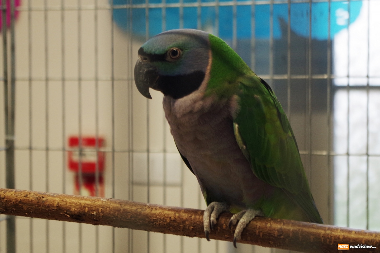 Zdjęcie w galerii na portalu naszwodzislaw.com: Radlińskie piękności pokazane w rybnickiej kopalni [FOTO] wiadomości z regionu