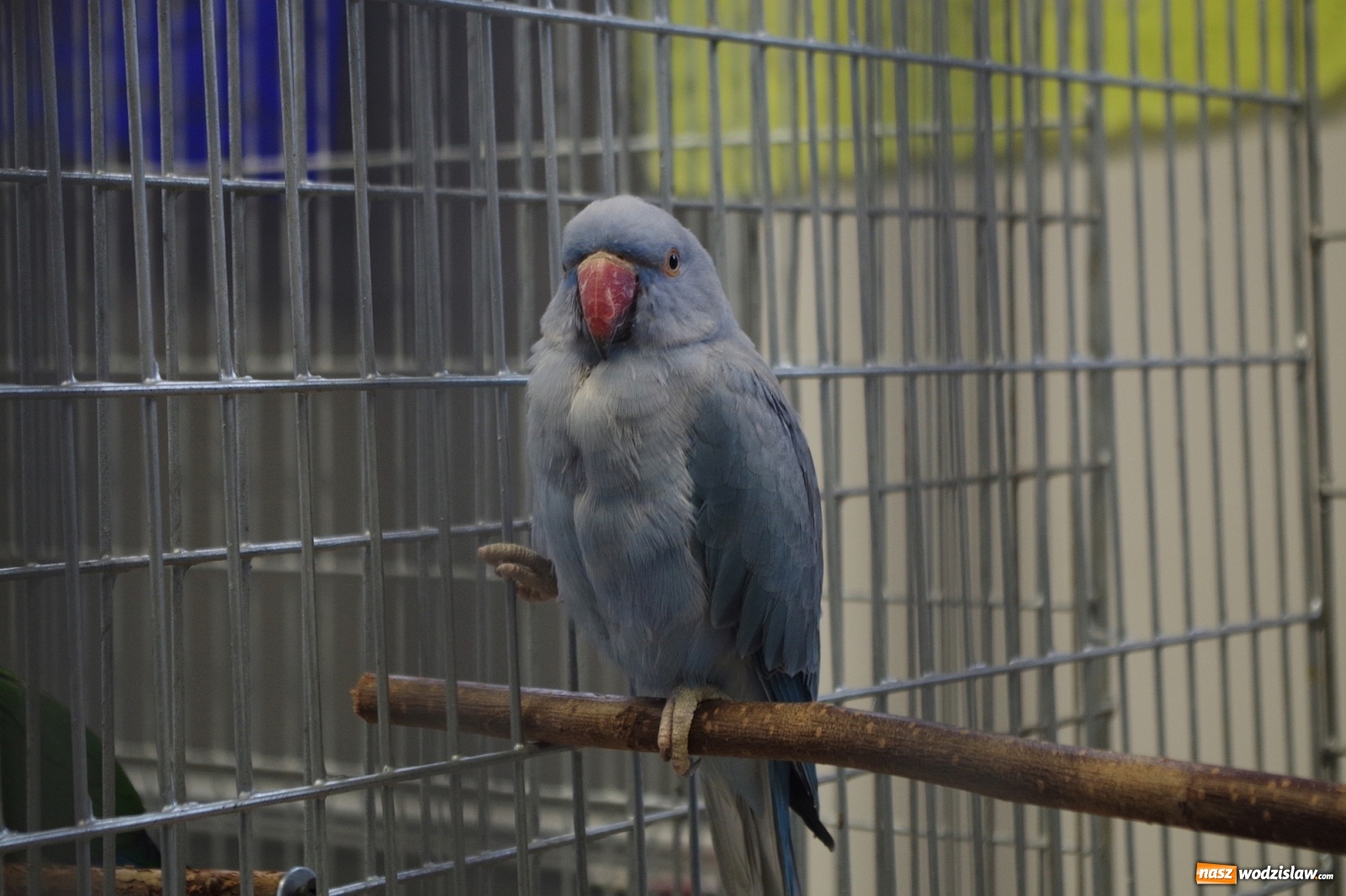 Zdjęcie w galerii na portalu naszwodzislaw.com: Radlińskie piękności pokazane w rybnickiej kopalni [FOTO] wiadomości z regionu
