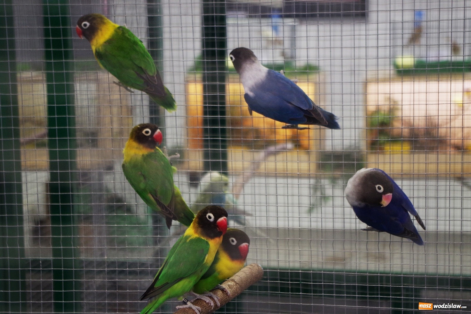 Zdjęcie w galerii na portalu naszwodzislaw.com: Radlińskie piękności pokazane w rybnickiej kopalni [FOTO] wiadomości z regionu