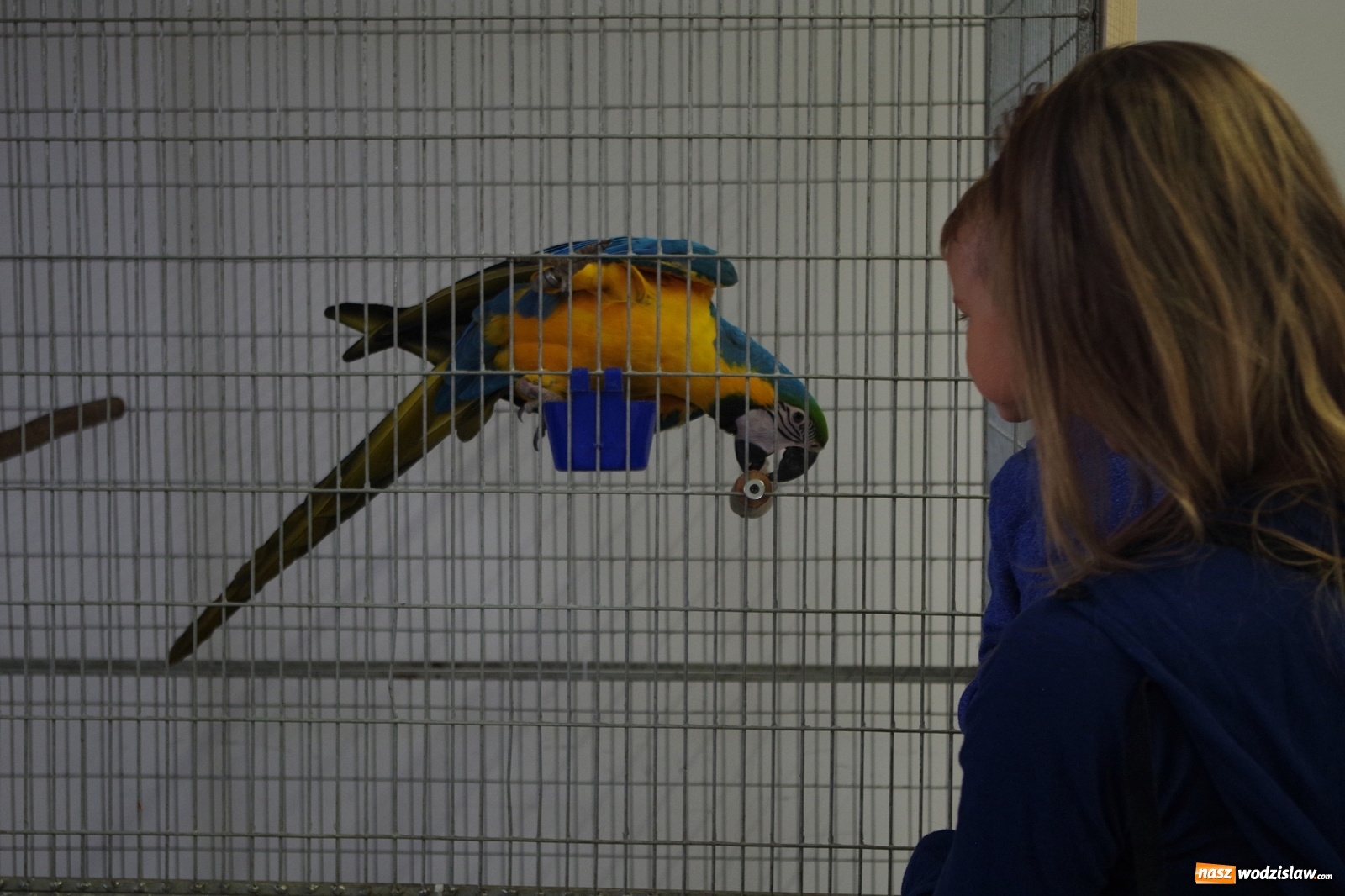 Zdjęcie w galerii na portalu naszwodzislaw.com: Radlińskie piękności pokazane w rybnickiej kopalni [FOTO] wiadomości z regionu