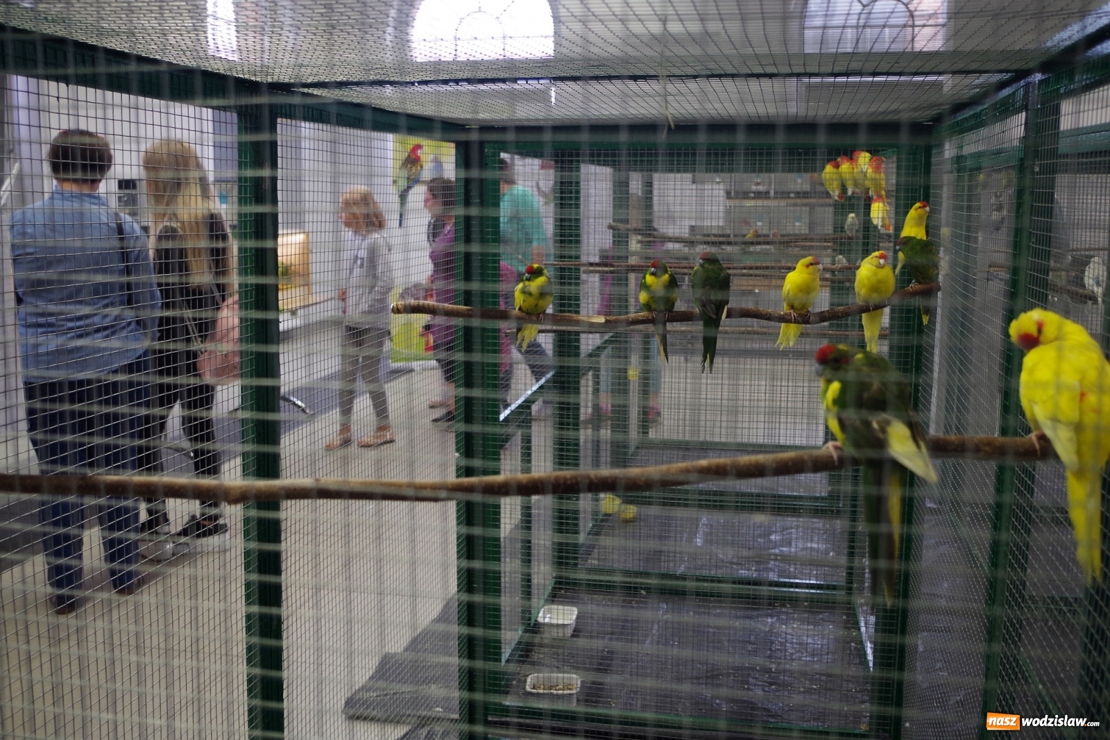 Zdjęcie w galerii na portalu naszwodzislaw.com: Radlińskie piękności pokazane w rybnickiej kopalni [FOTO] wiadomości z regionu