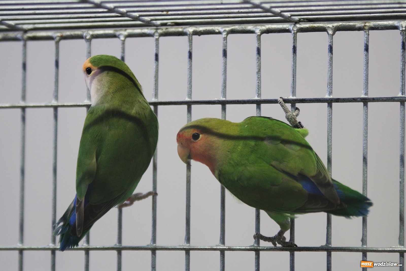 Zdjęcie w galerii na portalu naszwodzislaw.com: Radlińskie piękności pokazane w rybnickiej kopalni [FOTO] wiadomości z regionu