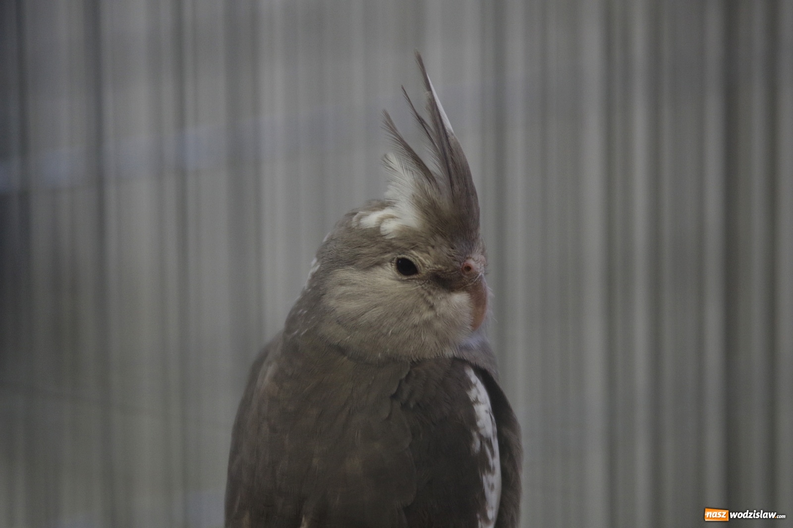 Zdjęcie w galerii na portalu naszwodzislaw.com: Radlińskie piękności pokazane w rybnickiej kopalni [FOTO] wiadomości z regionu