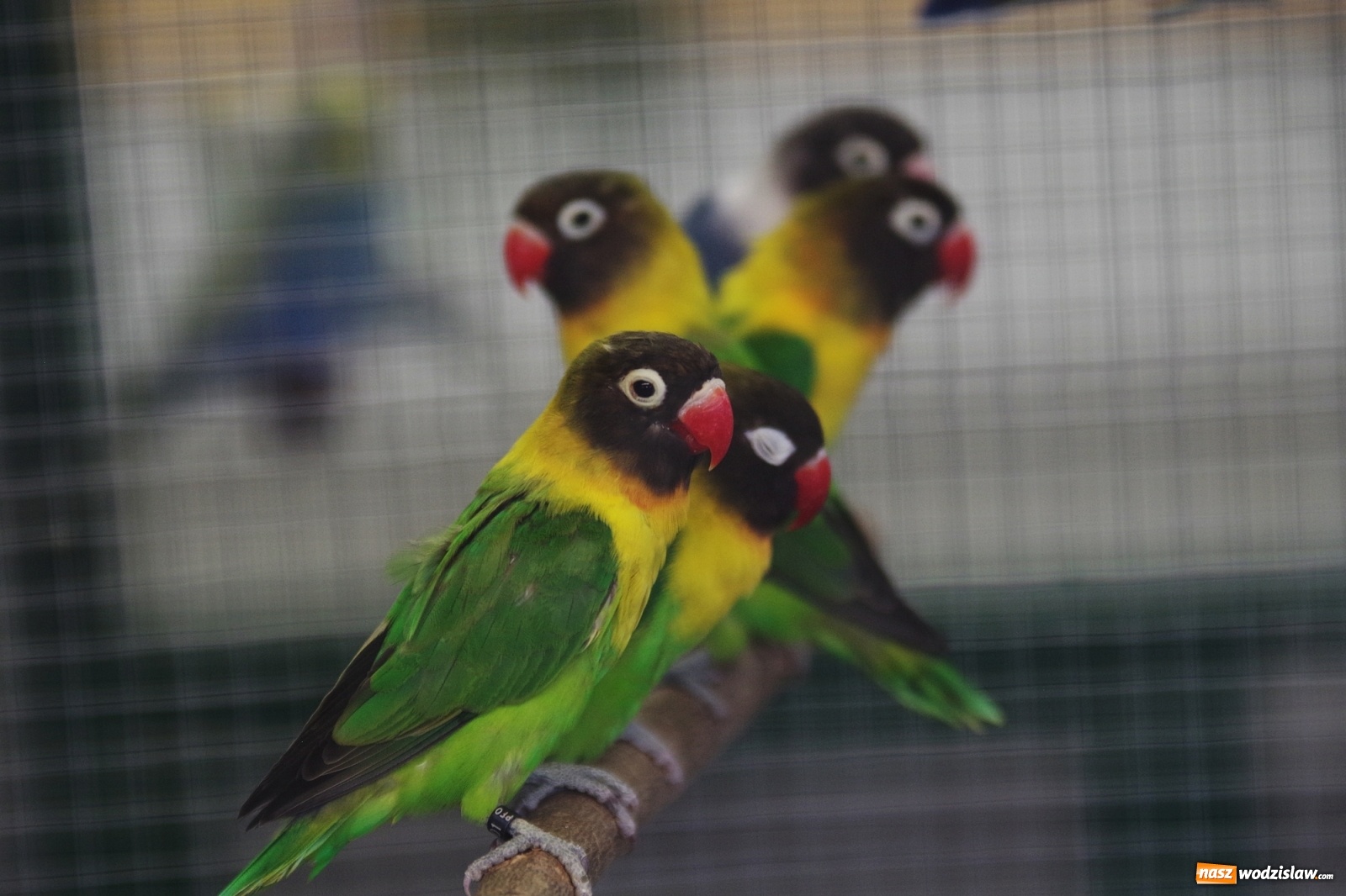 Zdjęcie w galerii na portalu naszwodzislaw.com: Radlińskie piękności pokazane w rybnickiej kopalni [FOTO] wiadomości z regionu