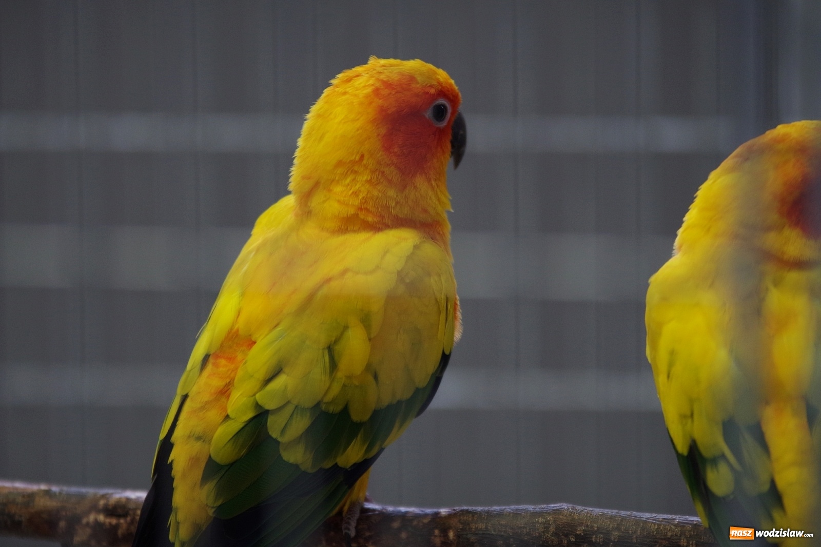 Zdjęcie w galerii na portalu naszwodzislaw.com: Radlińskie piękności pokazane w rybnickiej kopalni [FOTO] wiadomości z regionu