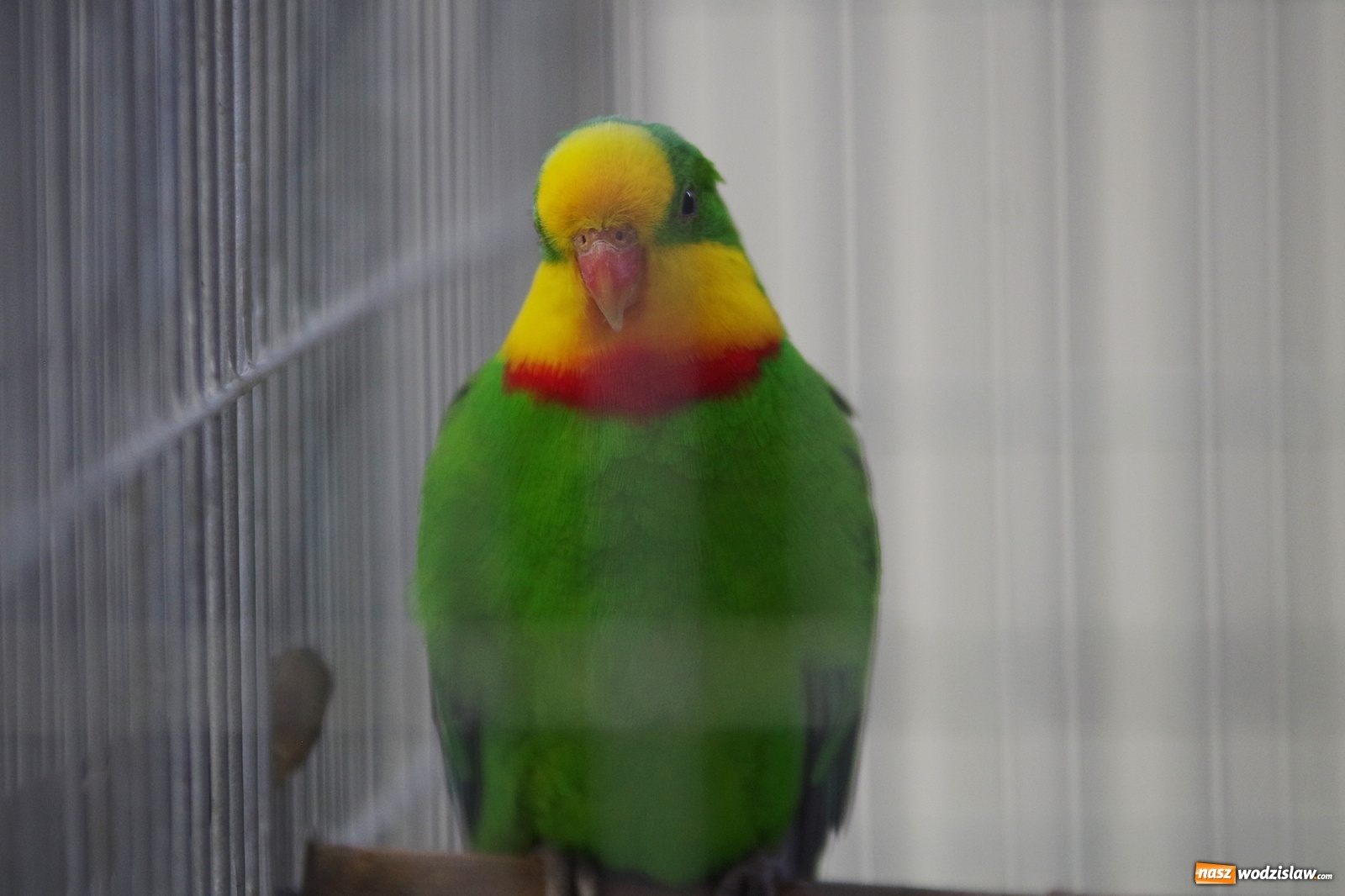 Zdjęcie w galerii na portalu naszwodzislaw.com: Radlińskie piękności pokazane w rybnickiej kopalni [FOTO] wiadomości z regionu