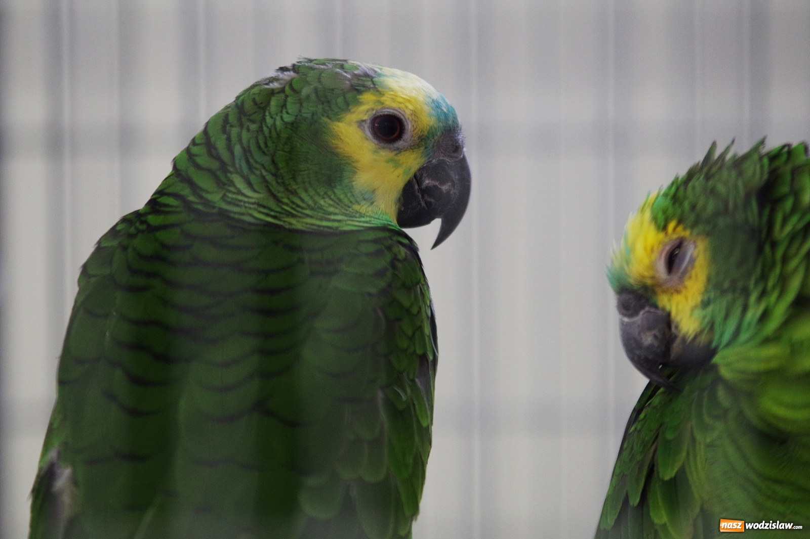 Zdjęcie w galerii na portalu naszwodzislaw.com: Radlińskie piękności pokazane w rybnickiej kopalni [FOTO] wiadomości z regionu