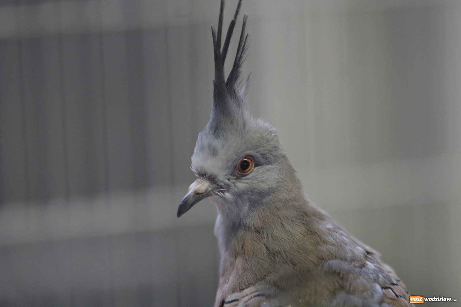 Zdjęcie w galerii na portalu naszwodzislaw.com: Radlińskie piękności pokazane w rybnickiej kopalni [FOTO] wiadomości z regionu