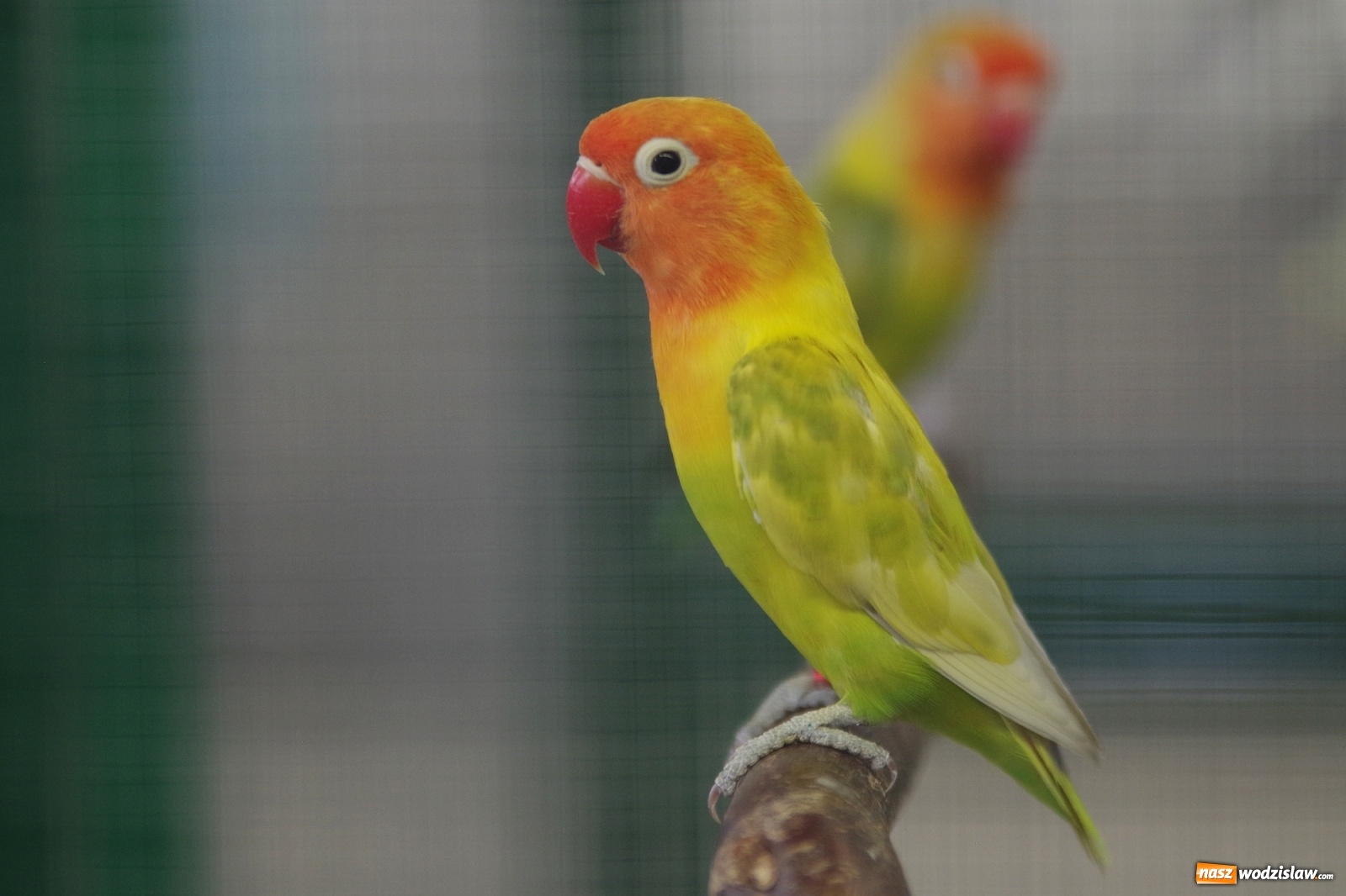 Zdjęcie w galerii na portalu naszwodzislaw.com: Radlińskie piękności pokazane w rybnickiej kopalni [FOTO] wiadomości z regionu