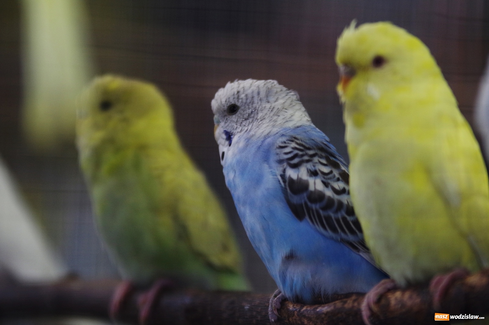 Zdjęcie w galerii na portalu naszwodzislaw.com: Radlińskie piękności pokazane w rybnickiej kopalni [FOTO] wiadomości z regionu