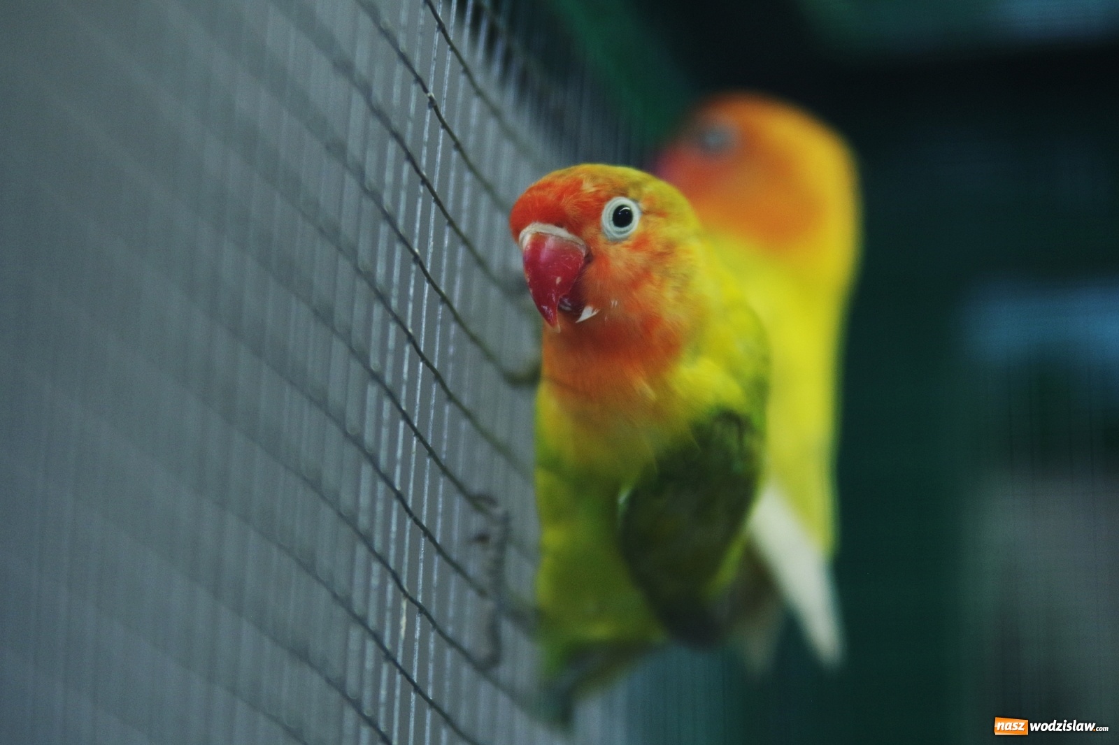 Zdjęcie w galerii na portalu naszwodzislaw.com: Radlińskie piękności pokazane w rybnickiej kopalni [FOTO] wiadomości z regionu