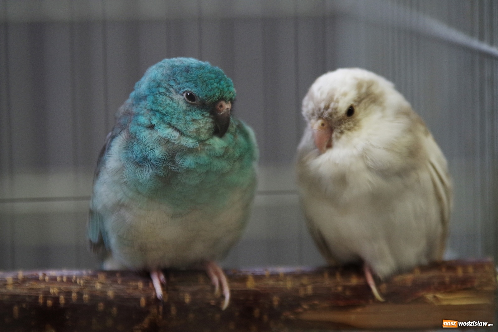 Zdjęcie w galerii na portalu naszwodzislaw.com: Radlińskie piękności pokazane w rybnickiej kopalni [FOTO] wiadomości z regionu