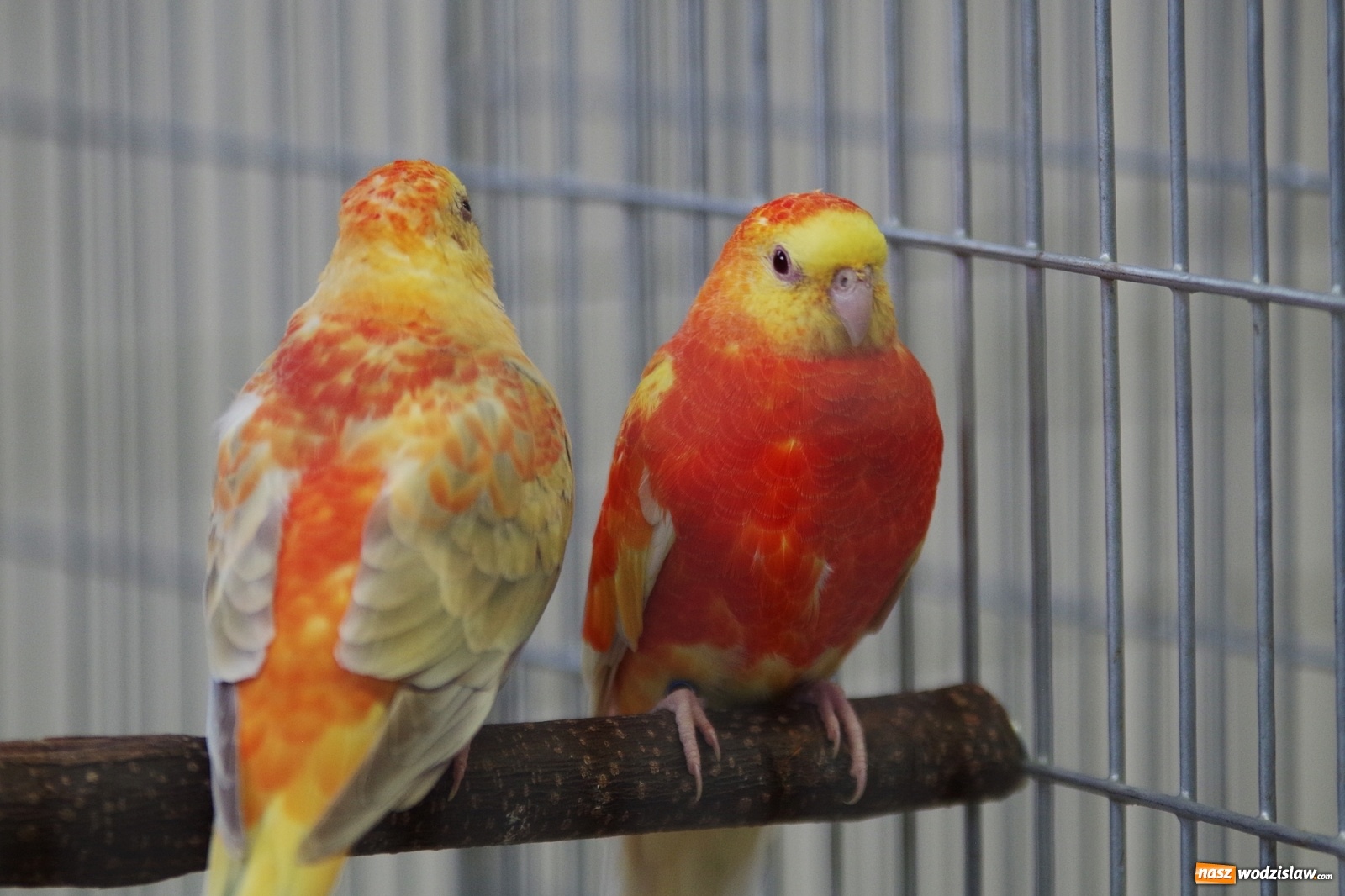 Zdjęcie w galerii na portalu naszwodzislaw.com: Radlińskie piękności pokazane w rybnickiej kopalni [FOTO] wiadomości z regionu