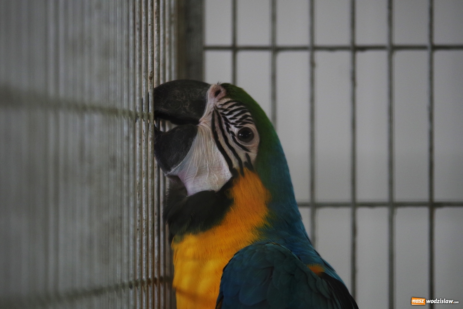 Zdjęcie w galerii na portalu naszwodzislaw.com: Radlińskie piękności pokazane w rybnickiej kopalni [FOTO] wiadomości z regionu