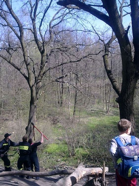 Zdjęcie w galerii na portalu naszwodzislaw.com: Dzika huśtawka z liny i gałęzi usunięta wiadomości z regionu