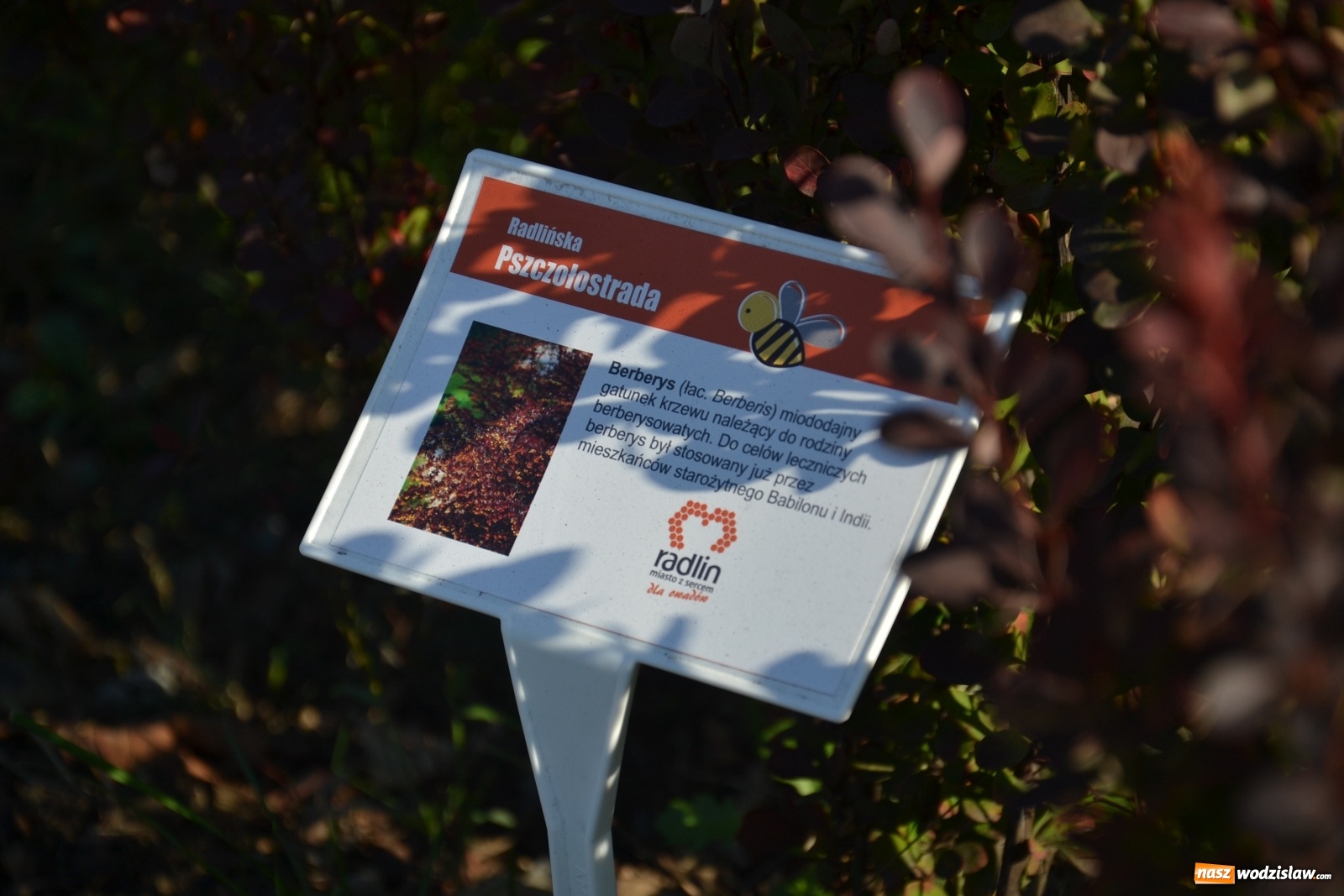 Zdjęcie w galerii na portalu naszwodzislaw.com: Czym jest Radlińska Pszczołostrada? wiadomości z regionu