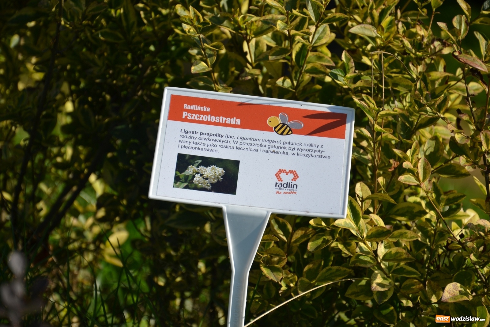 Zdjęcie w galerii na portalu naszwodzislaw.com: Czym jest Radlińska Pszczołostrada? wiadomości z regionu