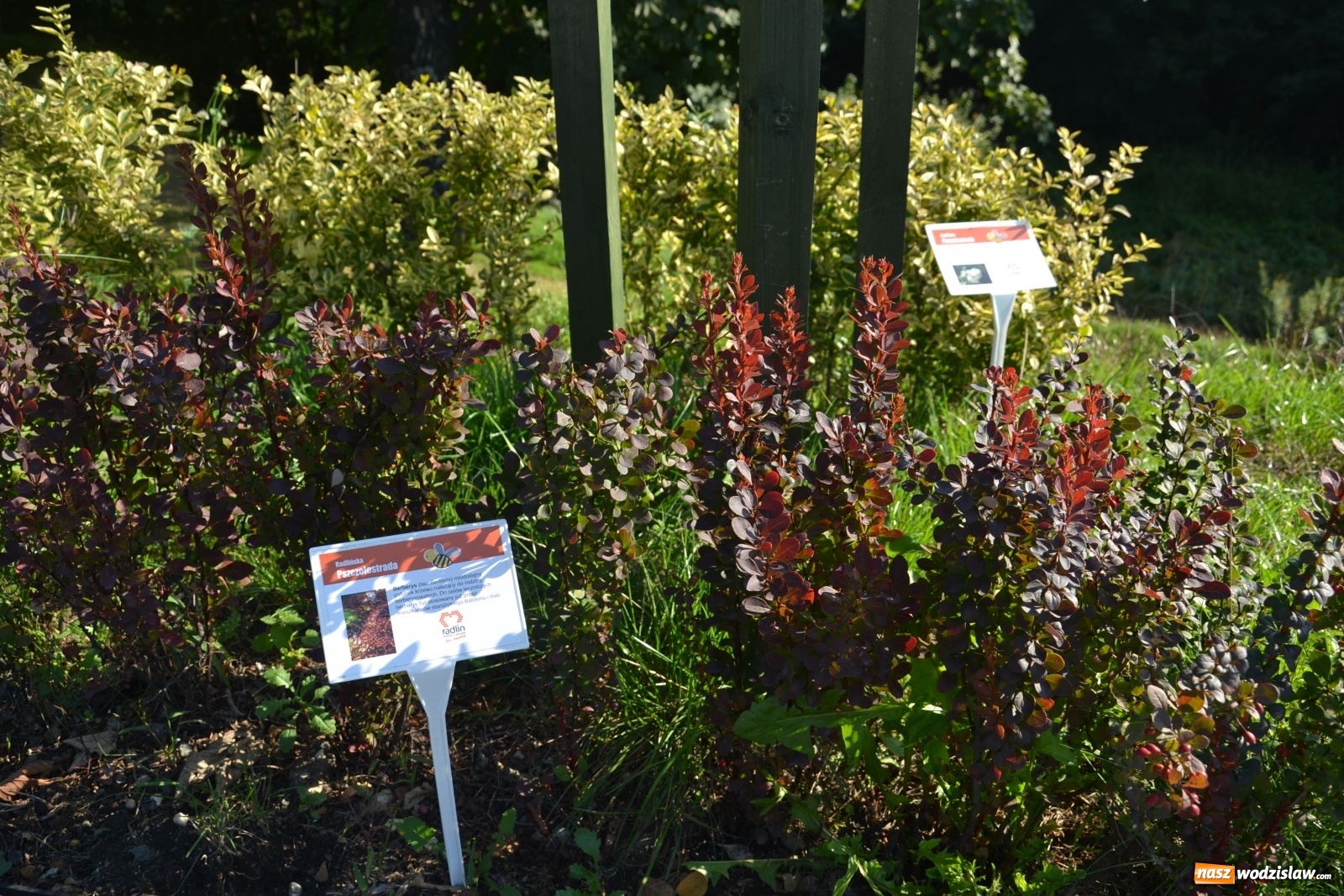 Zdjęcie w galerii na portalu naszwodzislaw.com: Czym jest Radlińska Pszczołostrada? wiadomości z regionu