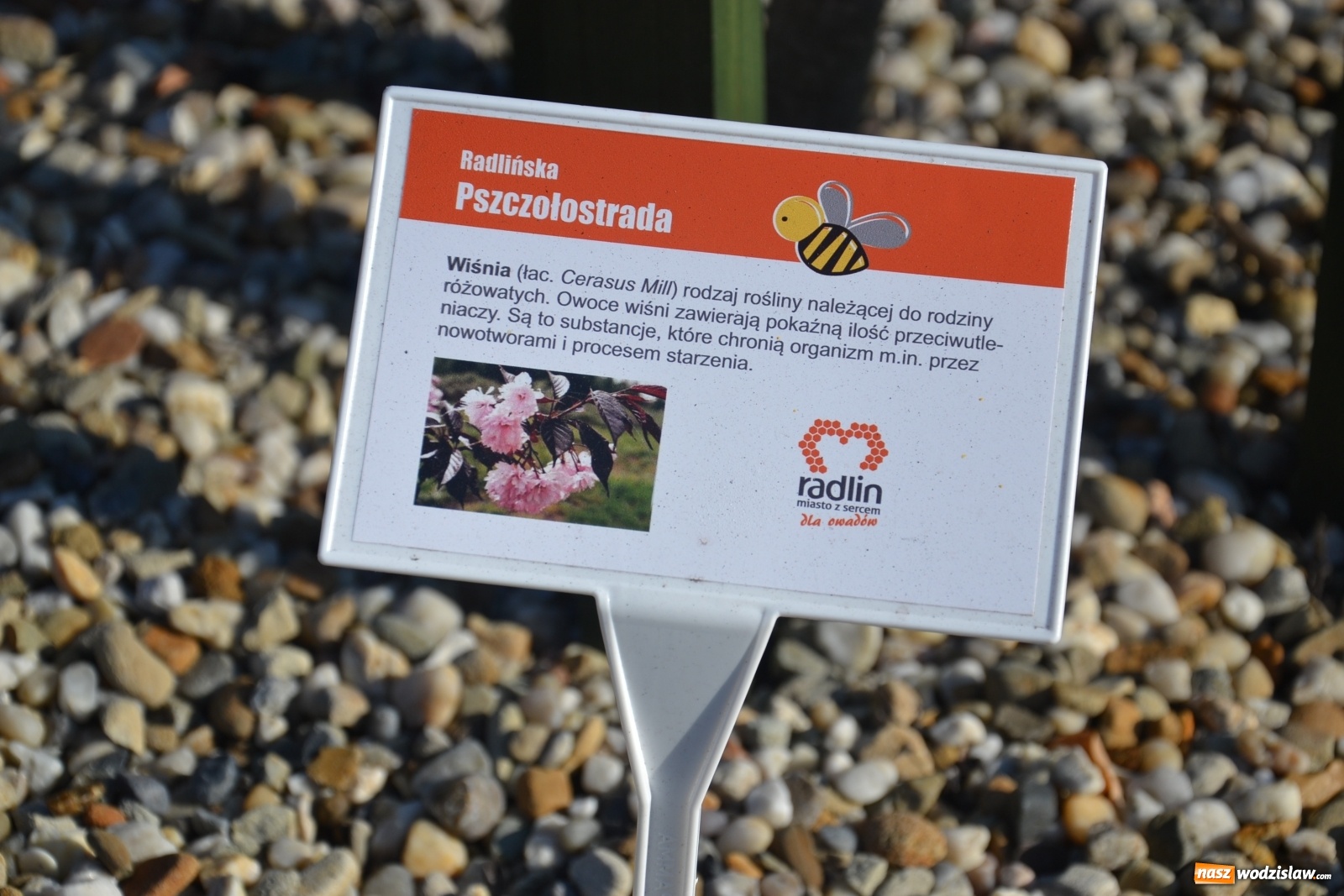 Zdjęcie w galerii na portalu naszwodzislaw.com: Czym jest Radlińska Pszczołostrada? wiadomości z regionu