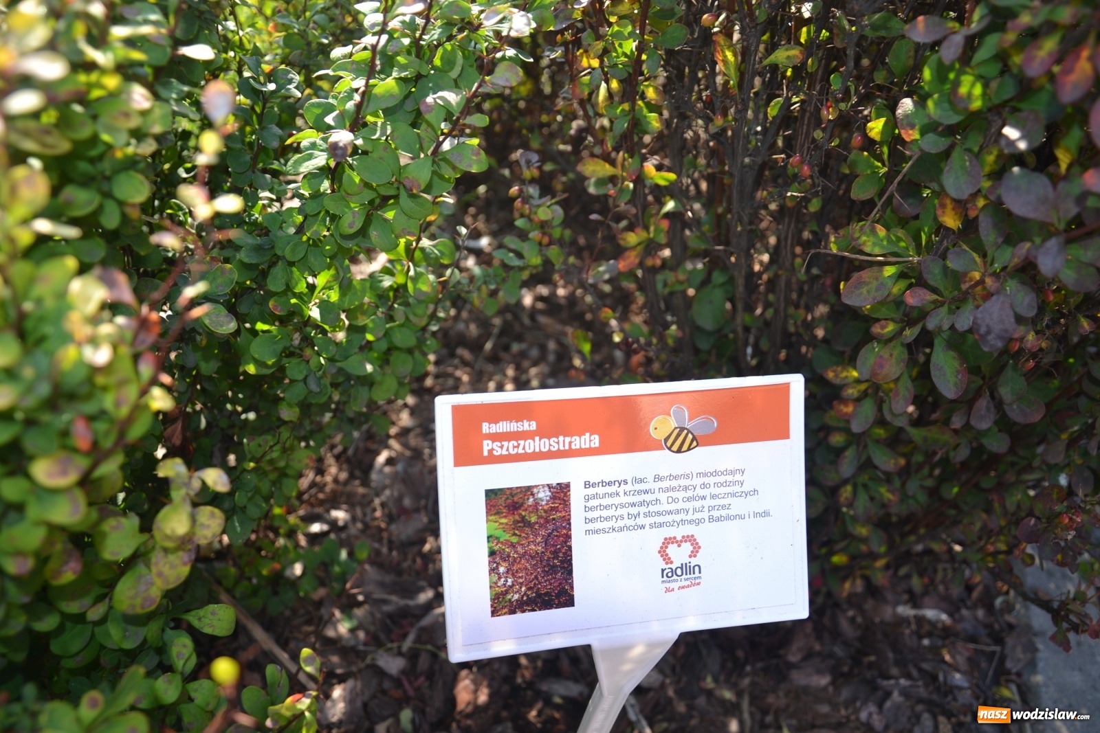 Zdjęcie w galerii na portalu naszwodzislaw.com: Czym jest Radlińska Pszczołostrada? wiadomości z regionu