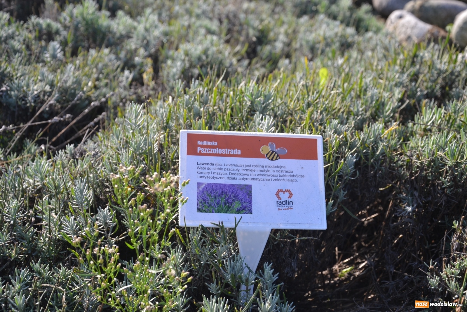 Zdjęcie w galerii na portalu naszwodzislaw.com: Czym jest Radlińska Pszczołostrada? wiadomości z regionu