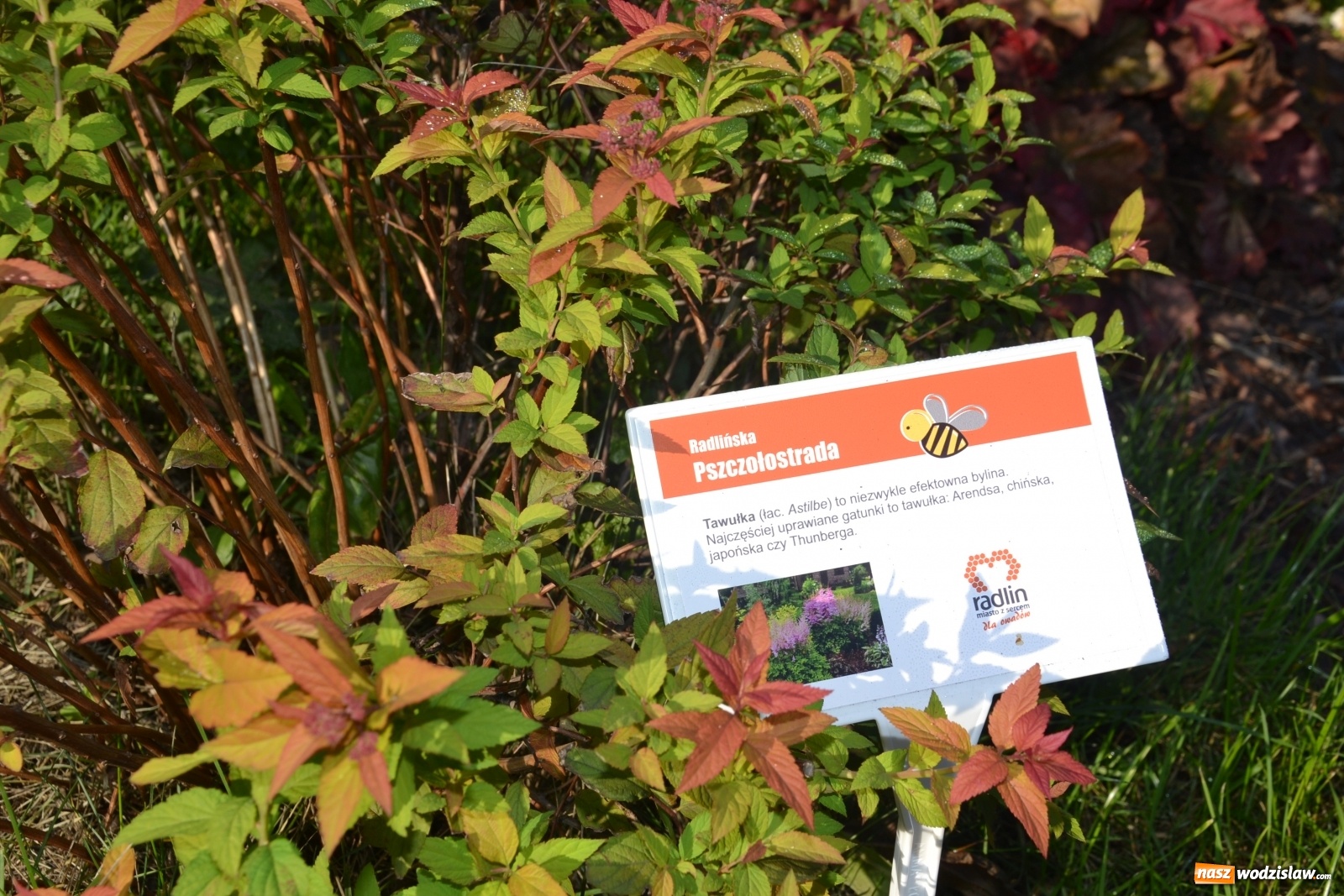 Zdjęcie w galerii na portalu naszwodzislaw.com: Czym jest Radlińska Pszczołostrada? wiadomości z regionu