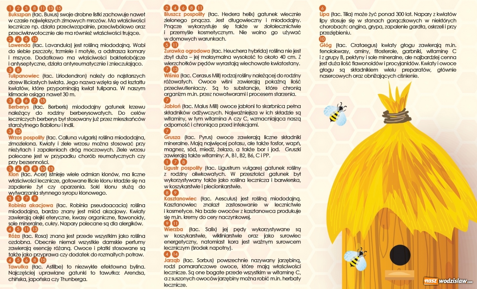 Zdjęcie w galerii na portalu naszwodzislaw.com: Czym jest Radlińska Pszczołostrada? wiadomości z regionu