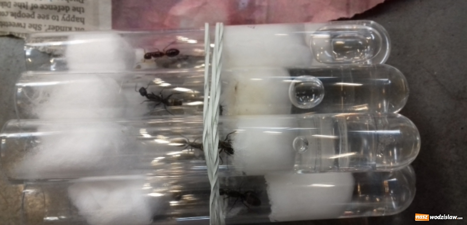 Zdjęcie w galerii na portalu naszwodzislaw.com: Celnicy byli w szoku, kiedy to zobaczyli [FOTO] wiadomości z regionu