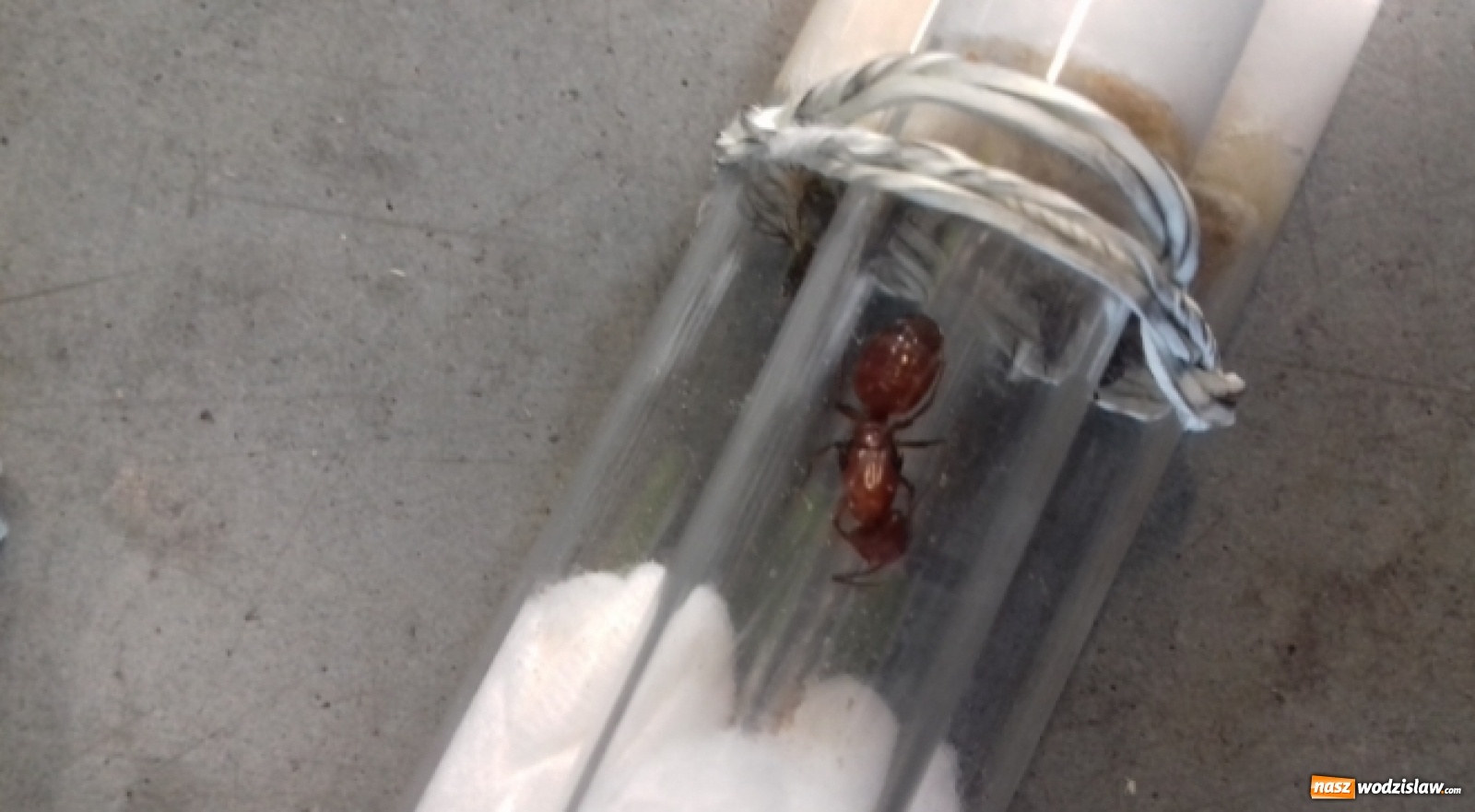 Zdjęcie w galerii na portalu naszwodzislaw.com: Celnicy byli w szoku, kiedy to zobaczyli [FOTO] wiadomości z regionu