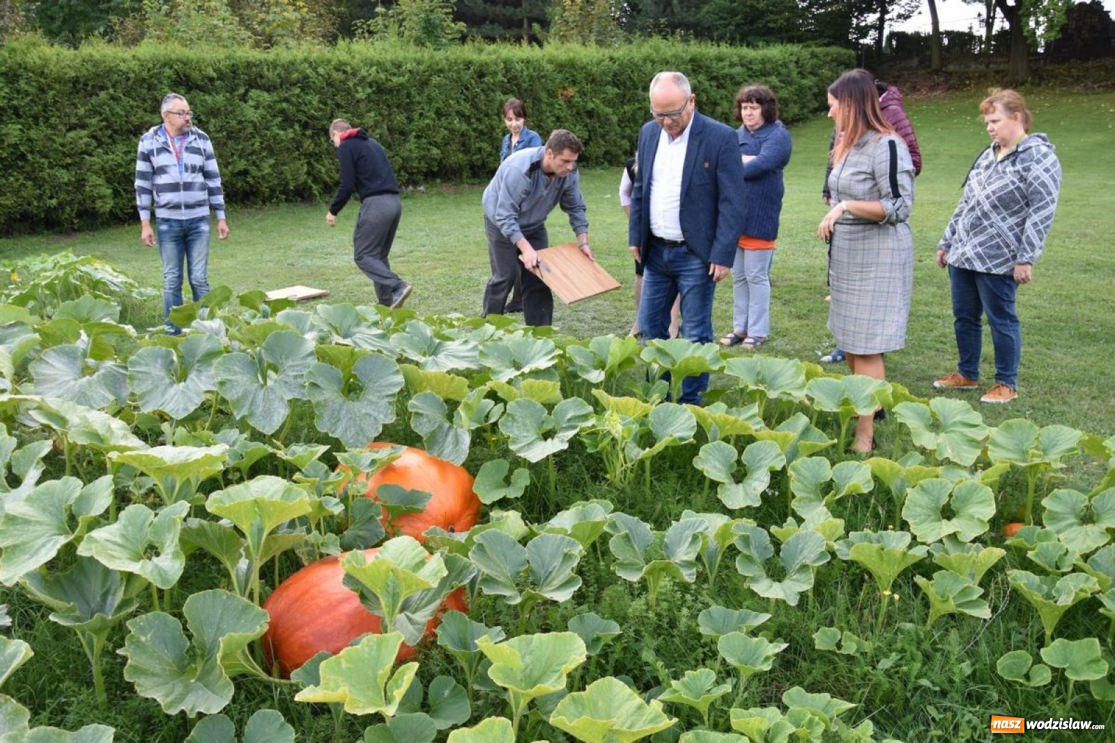 Zdjęcie w galerii na portalu naszwodzislaw.com: Baniobicie w Perle, czyli starcie starosty ze złotem jesieni [FOTO] wiadomości z regionu