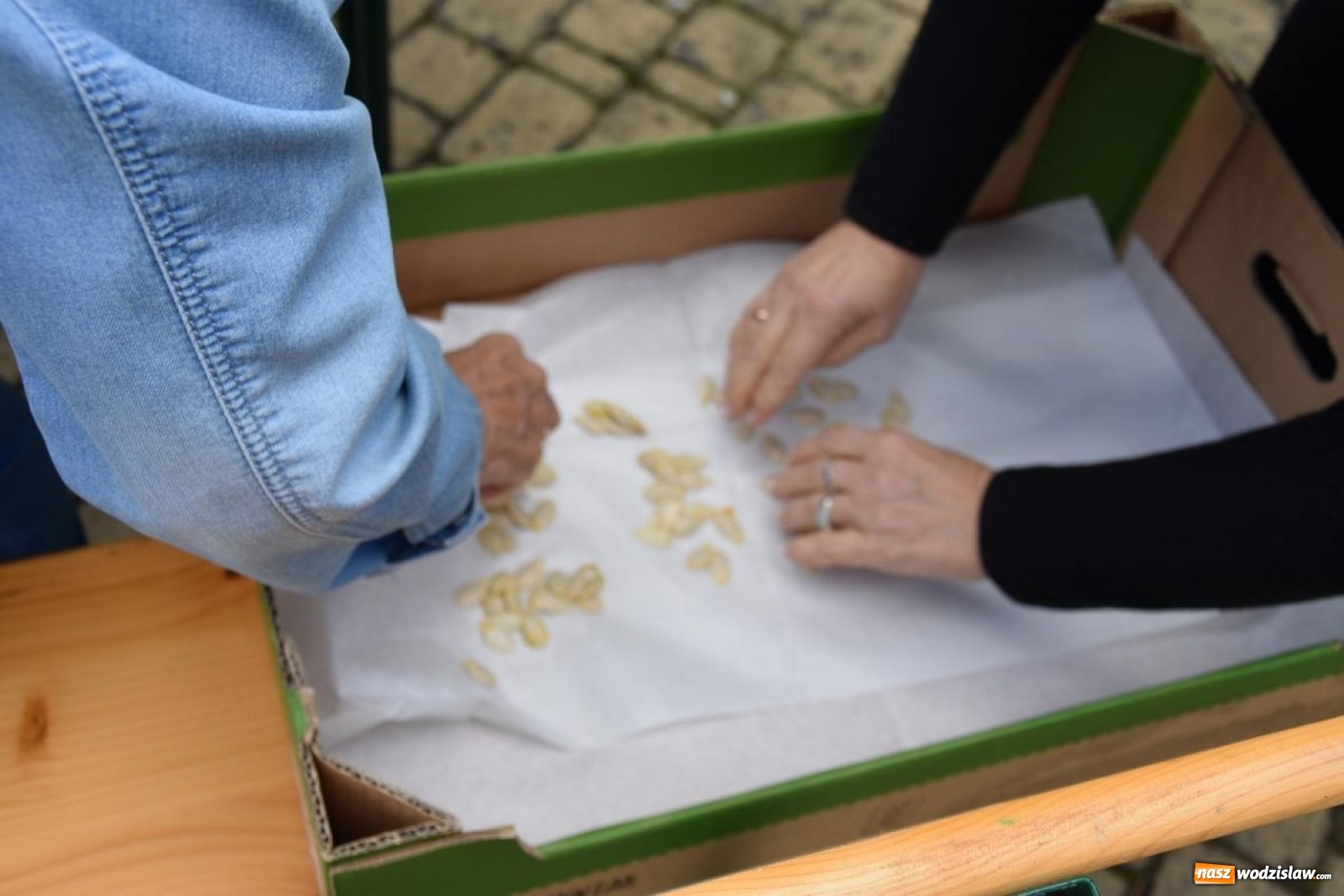 Zdjęcie w galerii na portalu naszwodzislaw.com: Baniobicie w Perle, czyli starcie starosty ze złotem jesieni [FOTO] wiadomości z regionu