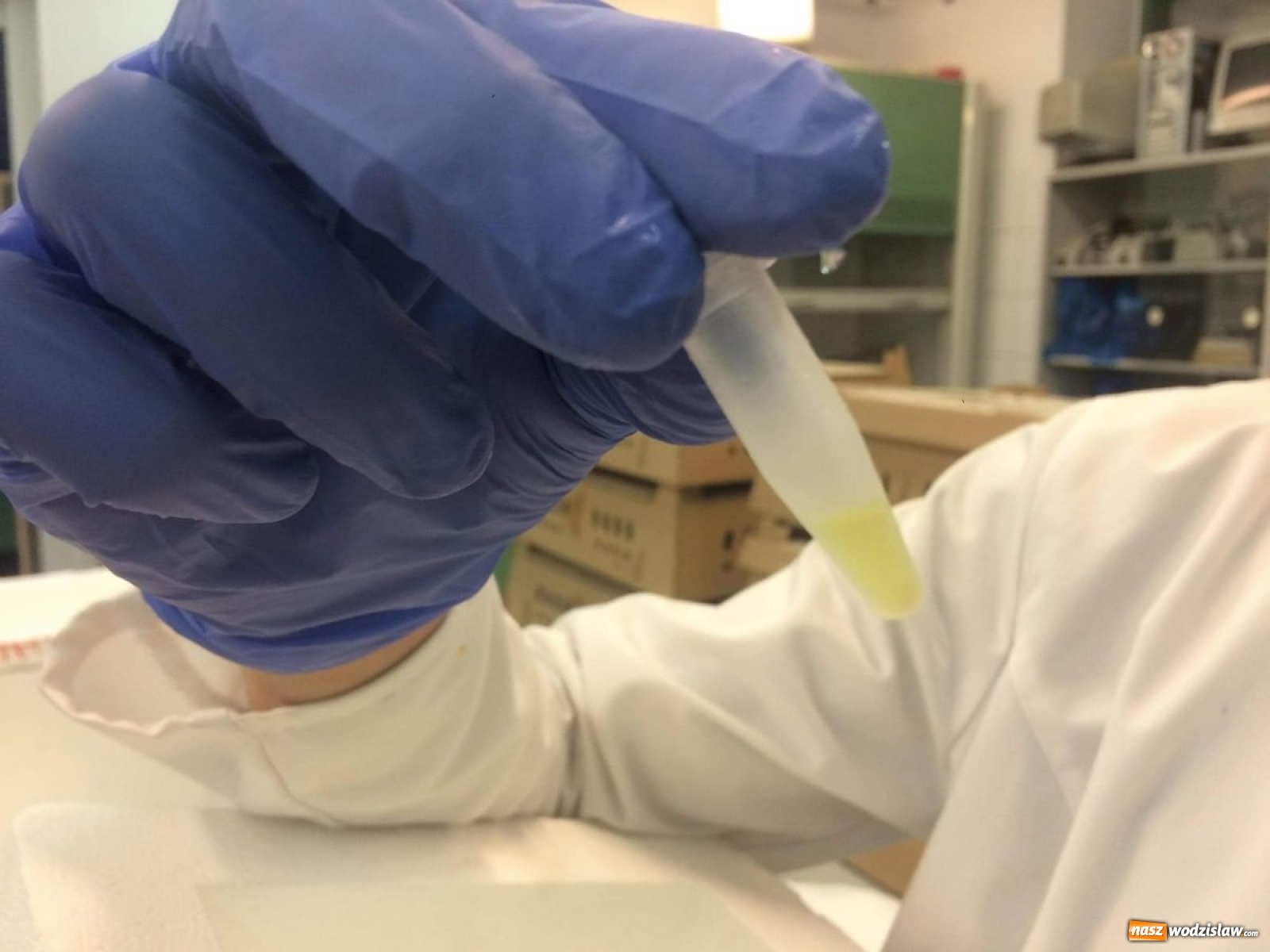 Zdjęcie w galerii na portalu naszwodzislaw.com: Uczeń Tischnera na tropie leku na raka? wiadomości z regionu