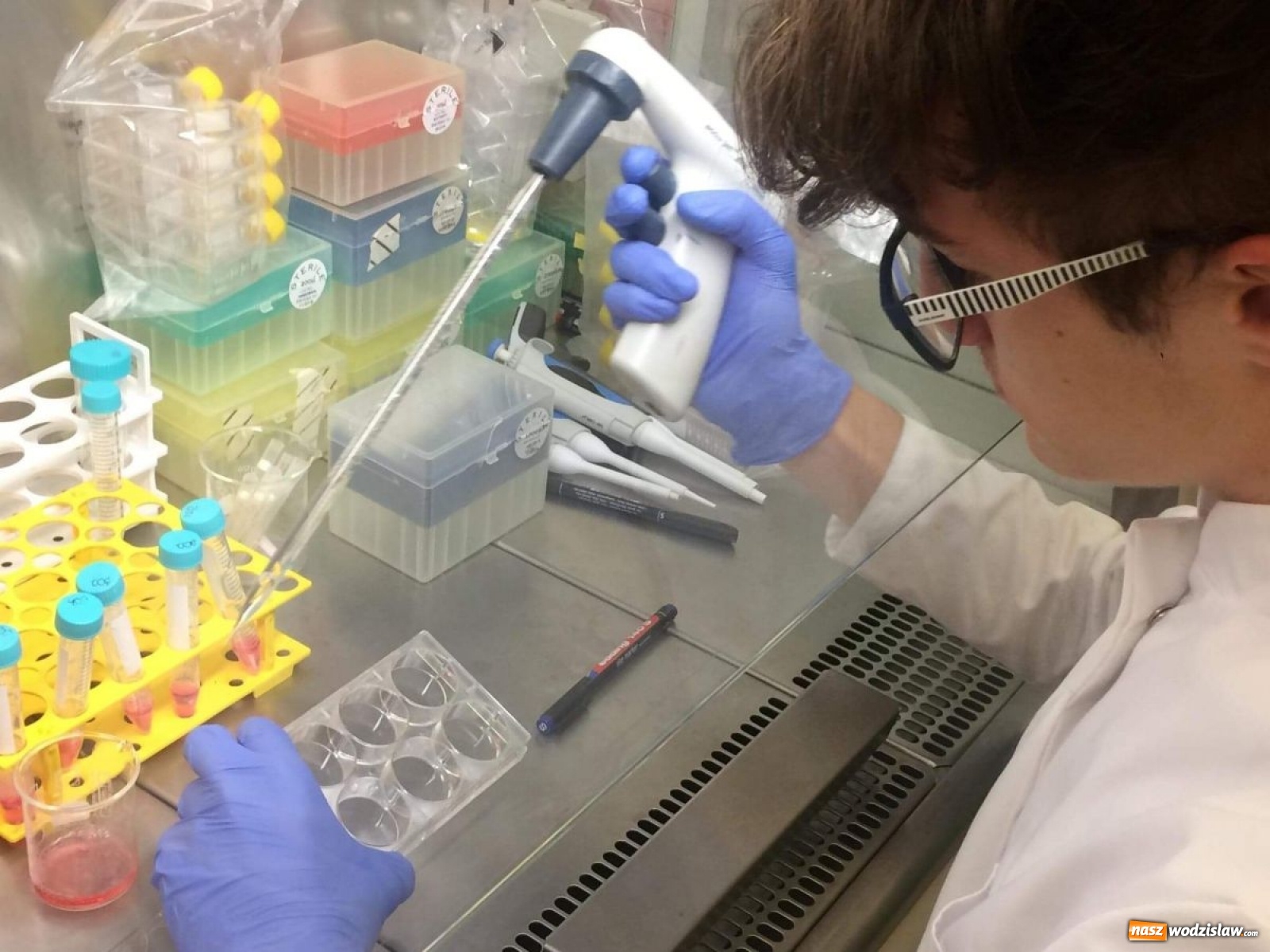 Zdjęcie w galerii na portalu naszwodzislaw.com: Uczeń Tischnera na tropie leku na raka? wiadomości z regionu