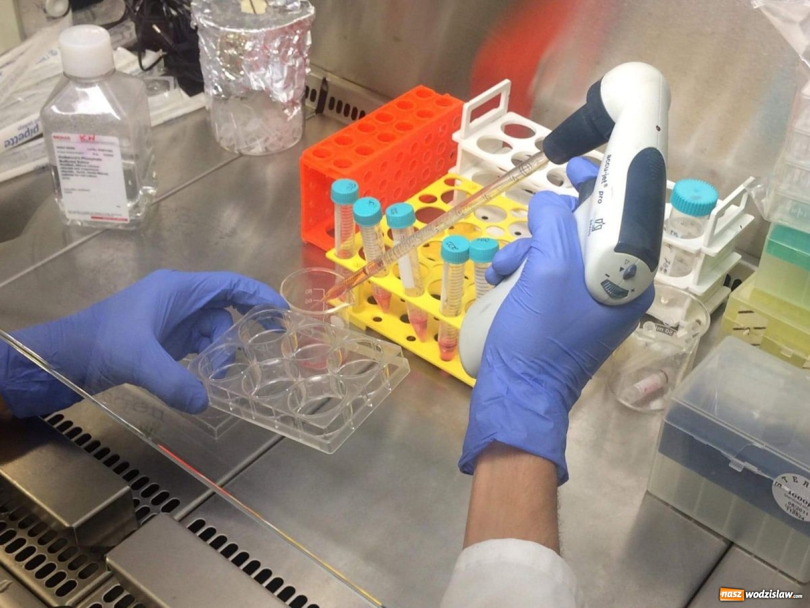 Zdjęcie w galerii na portalu naszwodzislaw.com: Uczeń Tischnera na tropie leku na raka? wiadomości z regionu