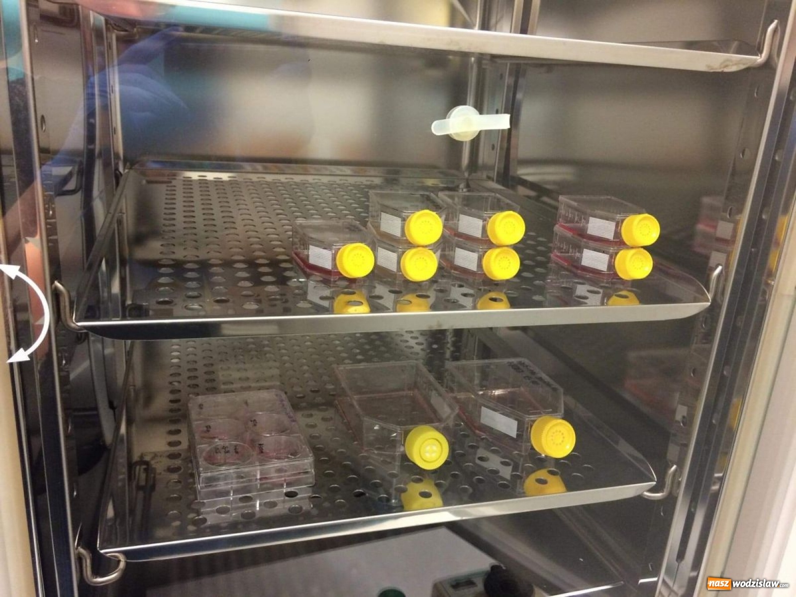 Zdjęcie w galerii na portalu naszwodzislaw.com: Uczeń Tischnera na tropie leku na raka? wiadomości z regionu