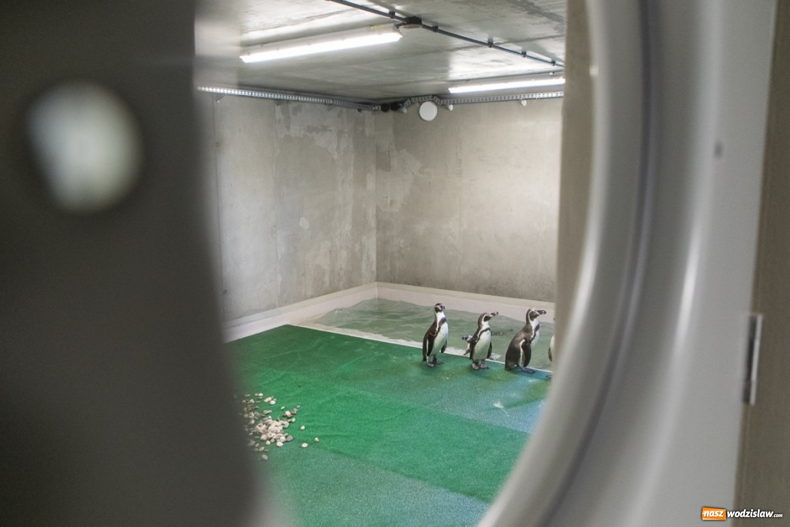 Zdjęcie w galerii na portalu naszwodzislaw.com: A to ci niespodzianka na Śląsku wiadomości z regionu