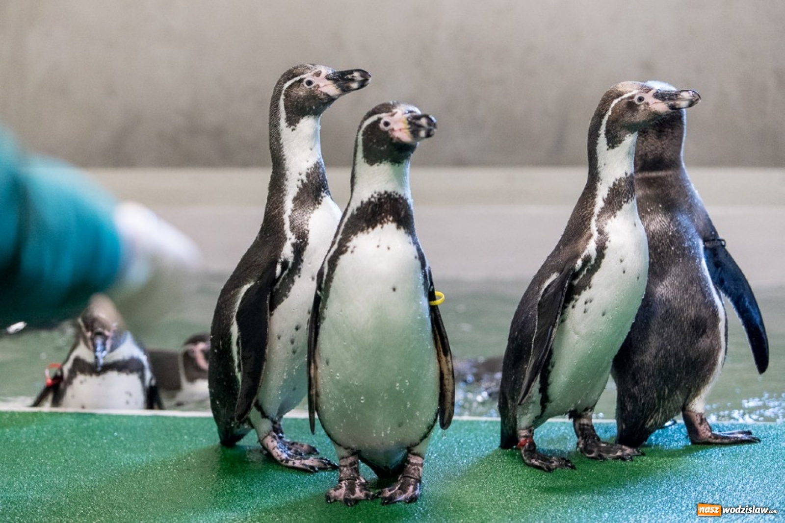 Zdjęcie w galerii na portalu naszwodzislaw.com: A to ci niespodzianka na Śląsku wiadomości z regionu