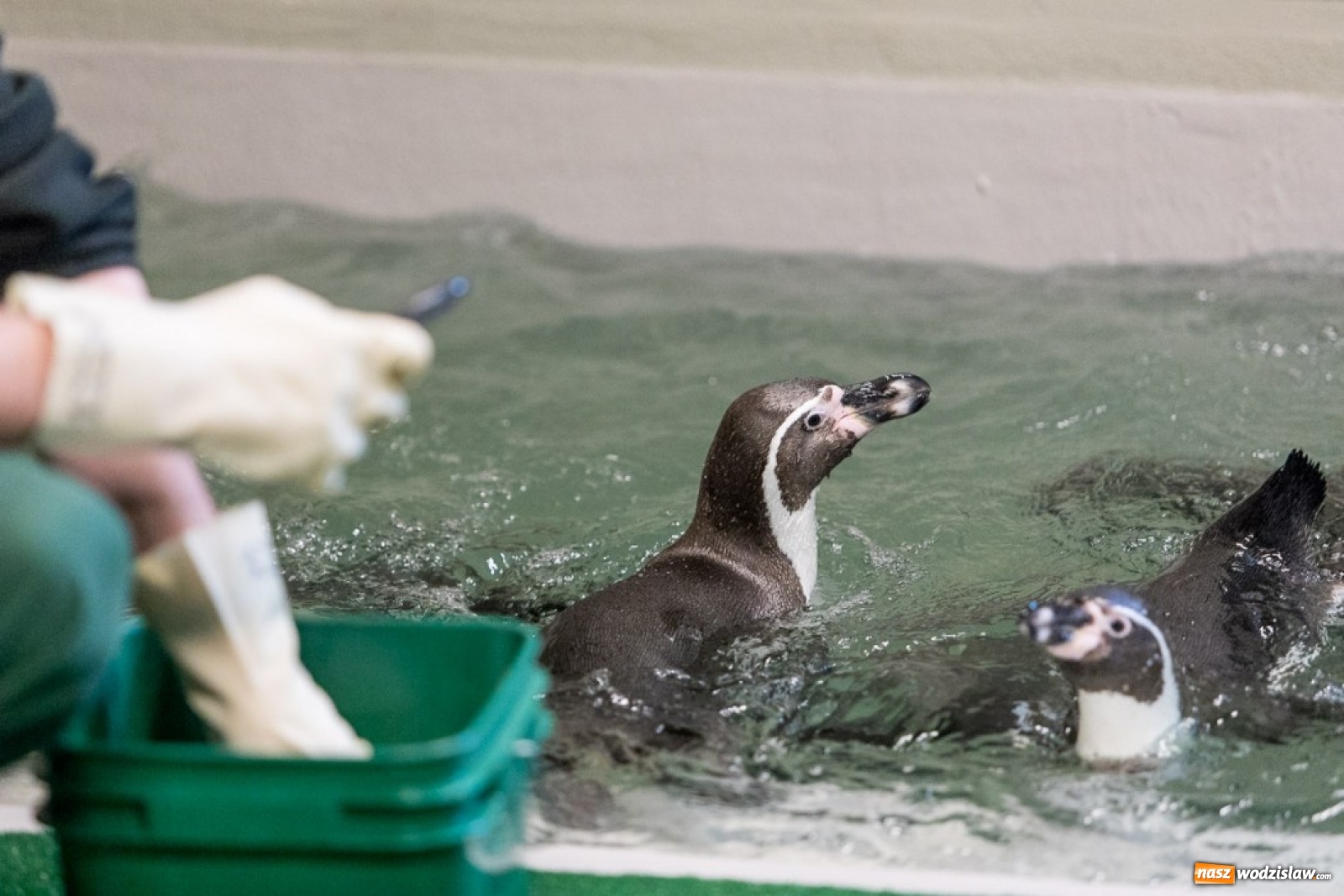 Zdjęcie w galerii na portalu naszwodzislaw.com: A to ci niespodzianka na Śląsku wiadomości z regionu