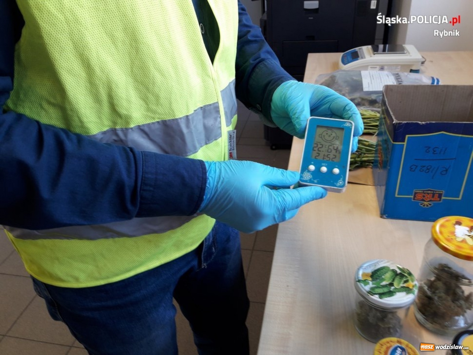 Zdjęcie w galerii na portalu naszwodzislaw.com: Policja zlikwidowała ogromną plantację marihuany [FOTO i WIDEO]  wiadomości z regionu