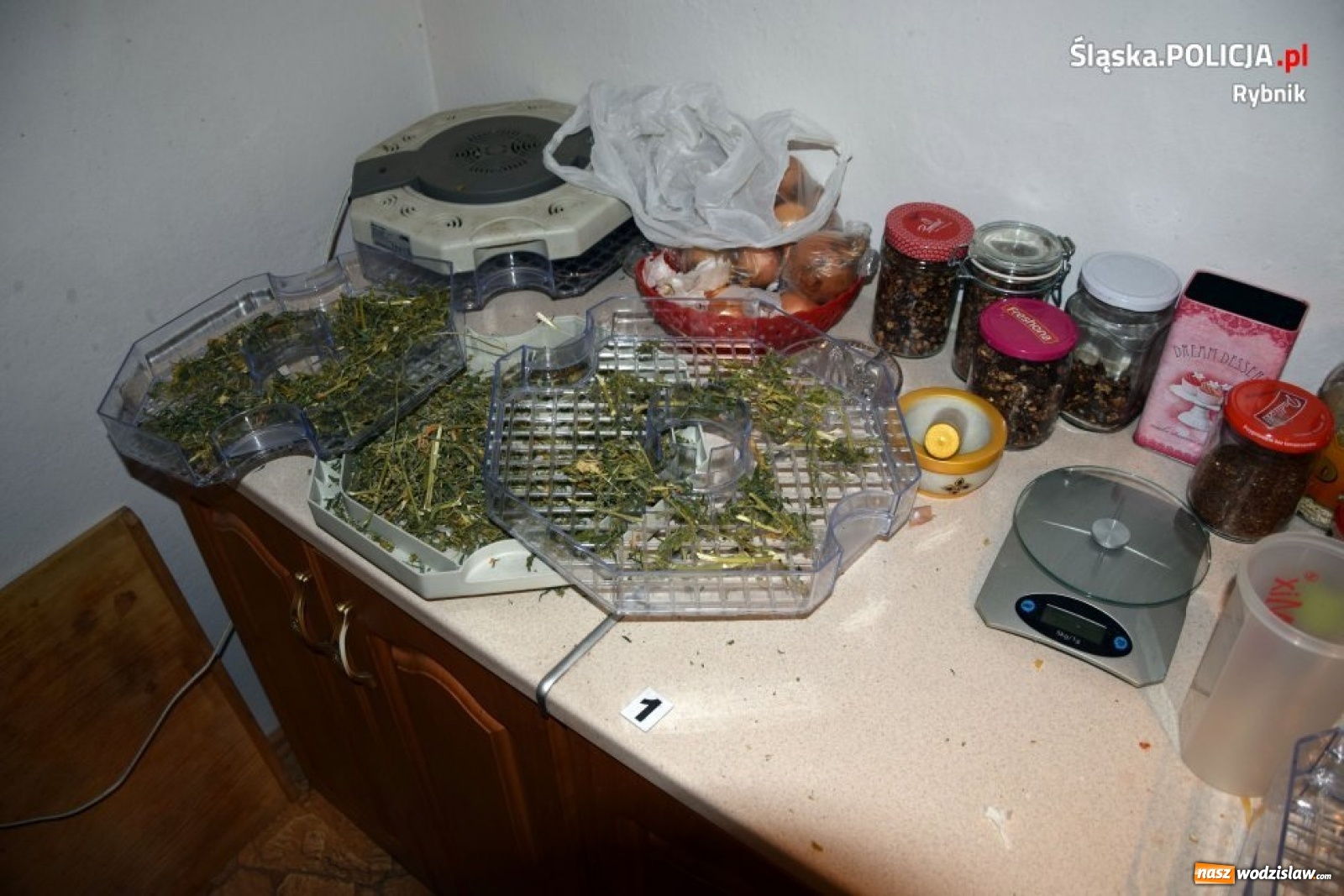 Zdjęcie w galerii na portalu naszwodzislaw.com: Policja zlikwidowała ogromną plantację marihuany [FOTO i WIDEO]  wiadomości z regionu